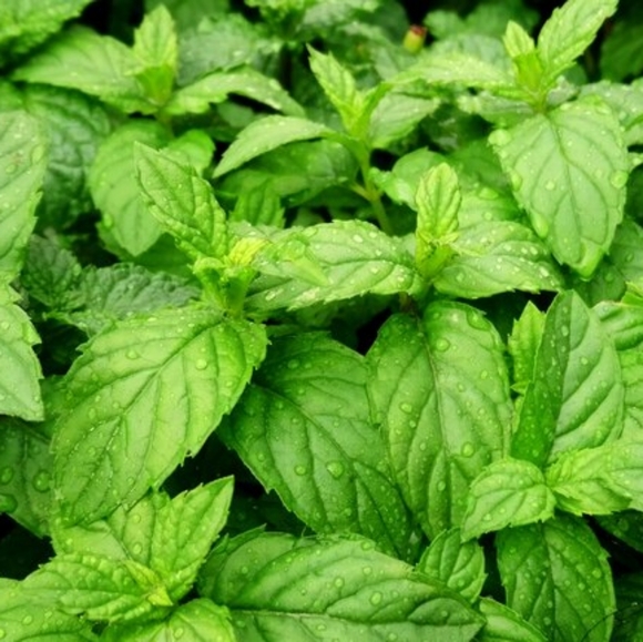 Homemade Peppermint Hand Soap - Picture 8 of 11